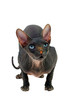 The Felis catus Sphynx cat is a breed of cat known for its lack of coat (fur).