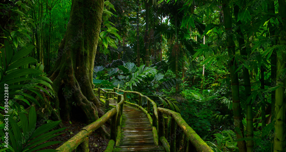 Southeast Asian rainforest with deep jungle - obrazy, fototapety, plakaty 
