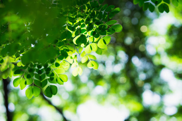 Poster - Closeup nature view of green leaf on blurred greenery background with sunlight using as background concept