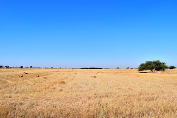 Harvest time of wheat with one tree  scenic landscape, golden rye field with haystack, season of crop, farm , cultivated organic seeds of bread, beauty of nature in autumn 