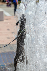 Canvas Print - Dog Playing in a Water Fountain 