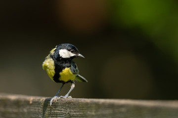 A great tit sitting on a wooden pole