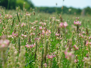 Wall Mural -  field with pink flowers and a flying bee