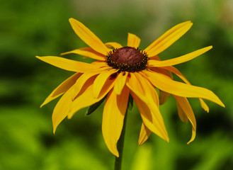 Wall Mural -  yellow rudbeckia flower close-up on a blurred green background