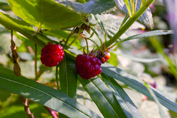 Wall Mural - Ripe red berries of the forest raspberry on the branch close-up.