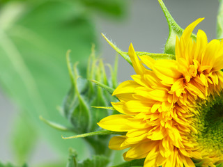 Wall Mural -  blooming flower sunflower on a blurred background located on the right side of the image
