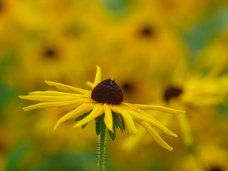 Wall Mural -  yellow rudbeckia flower on a yellow-green background horizontal layout