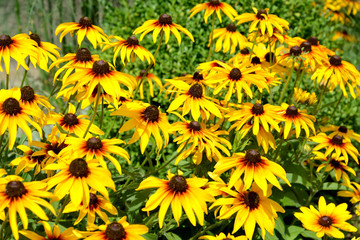 Wall Mural - The blossoming coneflower hairy (Rudbeckia hirta L.). Background