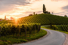 Asphalt Road Leading Through Country Side Of South Austrian Vineyards