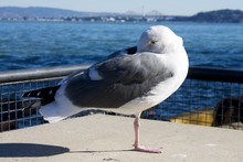 Sleeping Seagull At Alcatraz