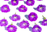 Fototapeta Motyle - Floral background of lush bright purple petunia flowers, evenly spread out on a white background, in bright contrasting sunlight. Flat lay background in watercolor style.