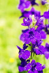 Sticker - Close up of the violets flowers, soft focus