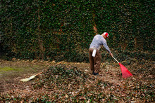Long View Of Elderly Man Raking Leaves In Front Of  Ivy-covered Wall