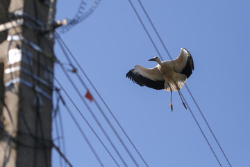 Wall Mural - Stork flying above electricity wires in a rural area of Romania. Wild animals living between humans.