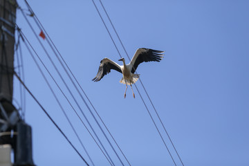 Wall Mural - Stork flying above electricity wires in a rural area of Romania. Wild animals living between humans.