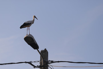 Wall Mural - Stork on top of an electricity pole in a rural area of Romania at dusk. Wild animals living between humans.