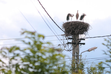 Family of storks living on a nest they made on top of an electricity pole in a rural area of Romania. Wild animals living between humans.