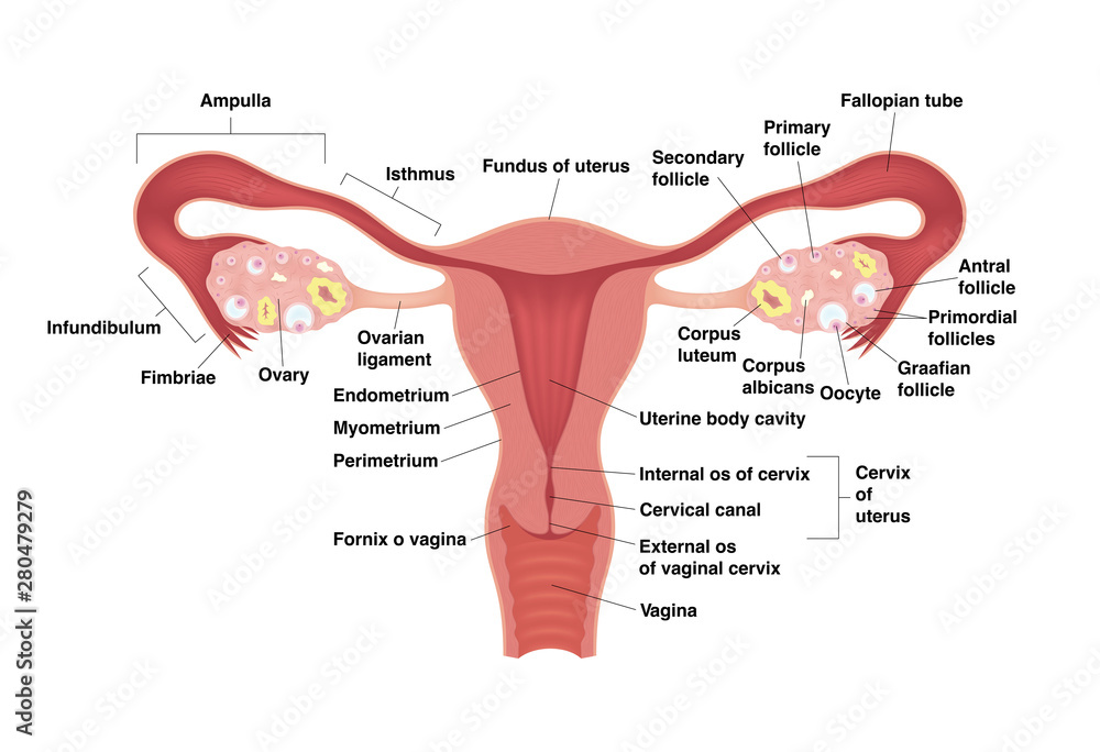Schematic drawing showing the internal organs of the female reproductive system. Vector realistic medical illustration with detailed explanation. Frontal view in a cut. - obrazy, fototapety, plakaty 