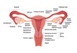 Schematic drawing showing the internal organs of the female reproductive system. Vector realistic medical illustration with detailed explanation. Frontal view in a cut.