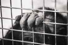 The Monkey Hand Holding The Cage