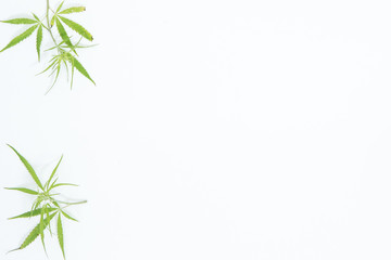  Fresh Hemp Leaves on the white background as a decoration