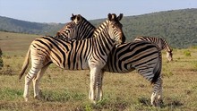 Two Zebras Stand Still Next To Each Other On An Open Field In South Africa. Another Zebra Visible In Front Of Bushy Hills In The Background.