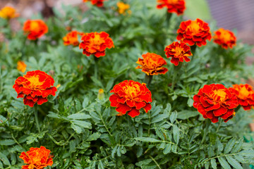 Close up of beautiful Marigold flowers in the garden