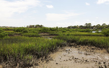 Marshes Of North Florida