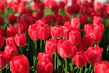 Close Up Deep Red Tulips And Green Stems Under Sunshine And Shadows. Blur Background