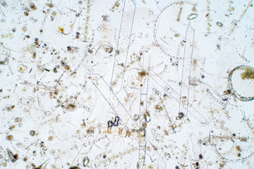 Wall Mural - Marine aquatic plankton under microscope view.