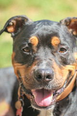 Sticker - Pitweiler /  Rottweiler Pit bull Mix Dog Smiling