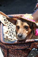 Sticker - Adorable Mutt in a Hat / Female Dog 