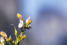 Close Up Of Yawning Penstemon (Keckiella Breviflora) Wildflowers Blooming In Yosemite National Park, Sierra Nevada Mountains, California