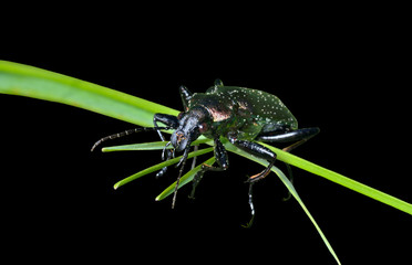 Wall Mural - Beetle carabus (Calosoma) 5