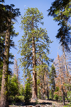 Tall Ponderosa Pine (Pinus Ponderosa) Tree Growing In Yosemite National Park, Sierra Nevada Mountains, California; Waning Crescent Moon Visible Above The Crown