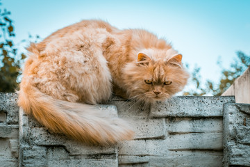 Ginger cat closeup portrait on blurred background