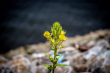 Wall Mural - flower on green background