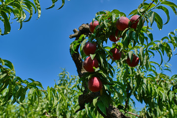 Ripe peach on the tree. Sunny weather. 