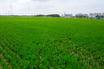 Wall Mural - green rice field