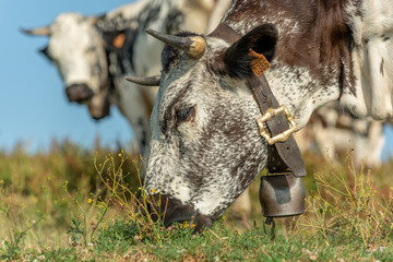 Wall Mural - Vache vosgienne  dans un pâturage