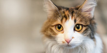 Cute Domestic Cat Close-up Looks Straight. Copy Space 