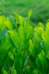 Close up green leaves of Acacia mangium tree.