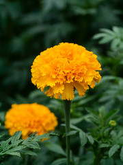 Wall Mural - Close up marigolds flower in garden