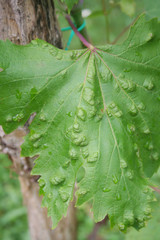 Close-up of vine or grape leaves damaged by galls in the vineyard