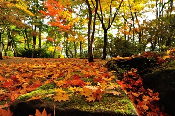 red and yellow leaves in autumn