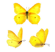 Set - Three Beautiful Yellow Butterflies Gonepteryx Isolated On White Background. Butterfly With Spread Wings And In Flight.