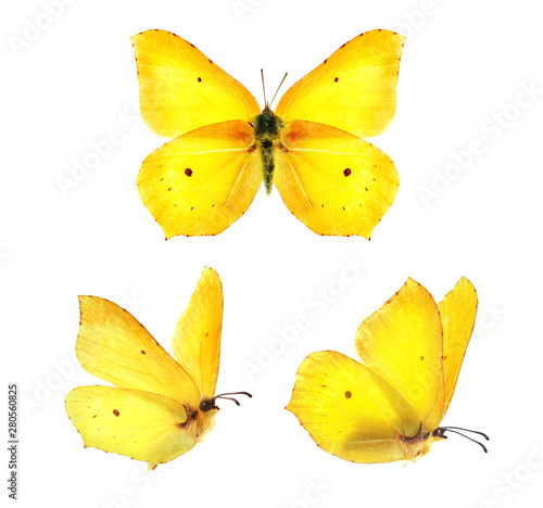 Photographie Set - three beautiful yellow butterflies Gonepteryx isolated on white background