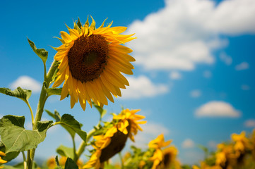 Close-up photo of sunflower flower on farm field, with blue sky and white clouds in background, on a bright summer day