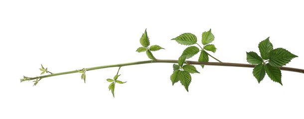 Vine branch, stem with leaves, grapevine isolated on white background