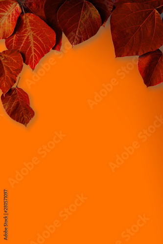 Orange Color Background With Red Leaves Background Material Message Board Etc 赤色の葉とオレンジ色の背景素材 背景素材 メッセージボードなど Stock Photo Adobe Stock Orange Color Background With Red Leaves Background Material Message Board Etc 赤色の葉とオレンジ色の背景素材 背景素材 メッセージボードなど Stock Photo Adobe Stock